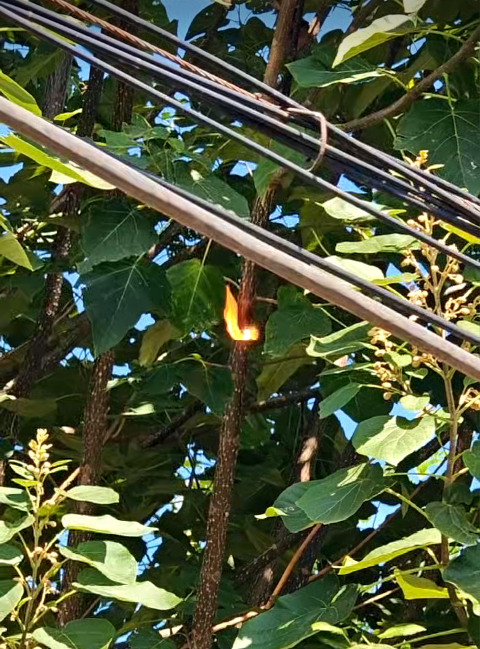 激光清障仪除树障现场 激光清障仪除树障现场